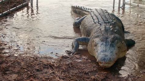 Croc MILF Catcher’s .